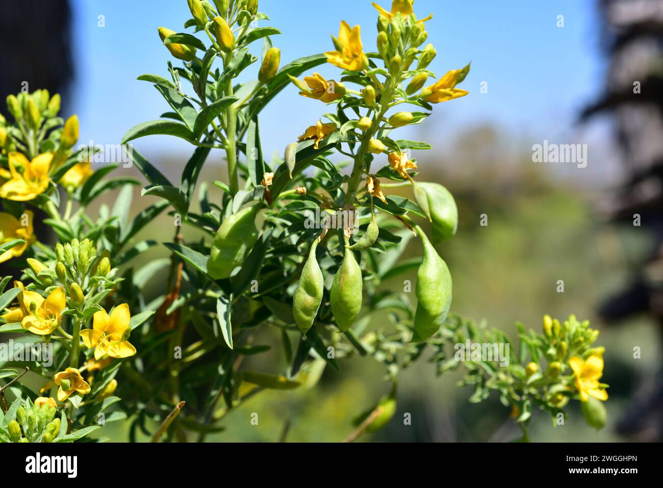 Le Bladderpod ou burro-gras (Peritoma arborea, Cleome isomeris ou Isomeris arborea) est un arbuste pérenne originaire du sud-ouest des États-Unis et de la basse-Californie (M Banque D'Images