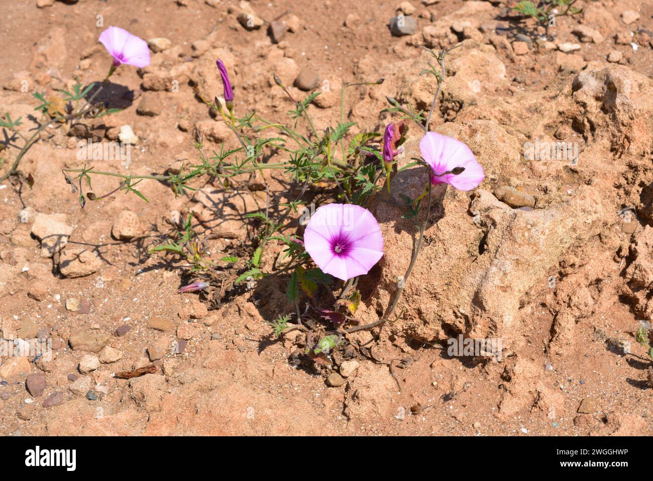 L'asperge à feuilles de mauve (Convolvulus althaeoides) est une plante vivace grimpante originaire du bassin méditerranéen. Cette photo a été prise·Cala Binimel à la, Banque D'Images