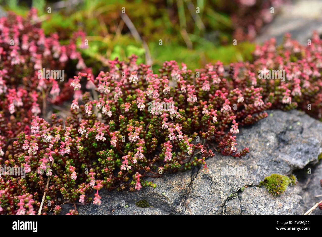 Arrocillo de los muros (Sedum brevifolium) est une plante succulente originaire du sud-ouest de l'Europe et du Maroc. Cette photo a été prise à Babia, province de Léon Banque D'Images