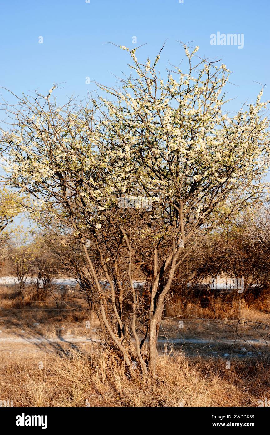 L'épine noire (Acacia mellifera ou Senegalia mellifera) est un arbuste épineux ou un petit arbre originaire d'Afrique orientale et de la péninsule arabique. Cette photo était Tak Banque D'Images