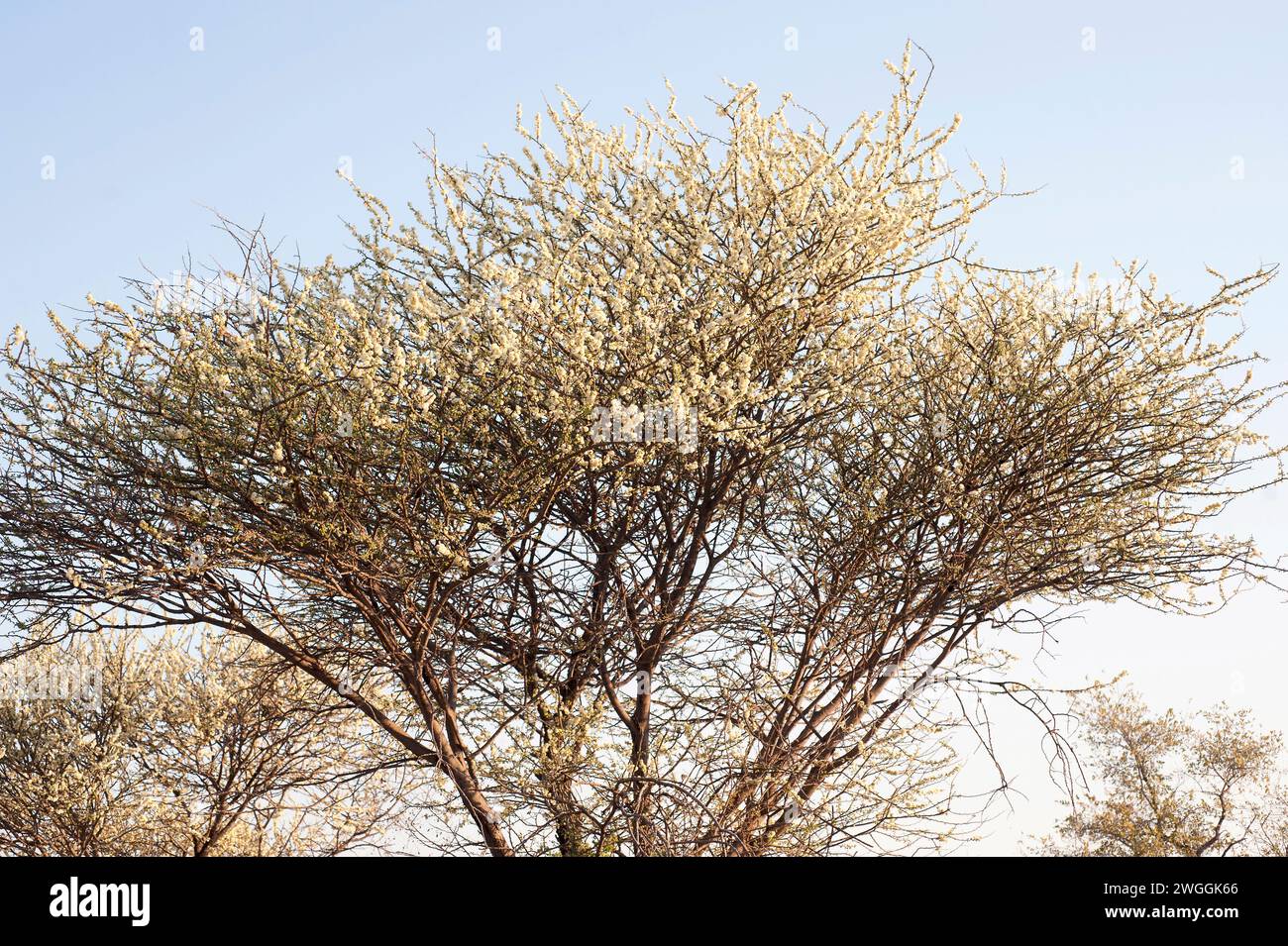 L'épine noire (Acacia mellifera ou Senegalia mellifera) est un arbuste épineux ou un petit arbre originaire d'Afrique orientale et de la péninsule arabique. Cette photo était Tak Banque D'Images