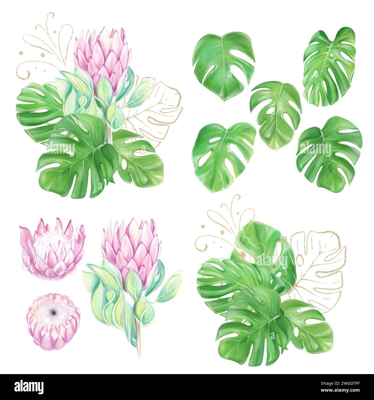 Ensemble d'illustrations aquarelles, clipart, bouquets avec protéa rose et feuilles de monstera tropicales. Fleurs romantiques. Design hawaïen. Clipart exotique. L Banque D'Images