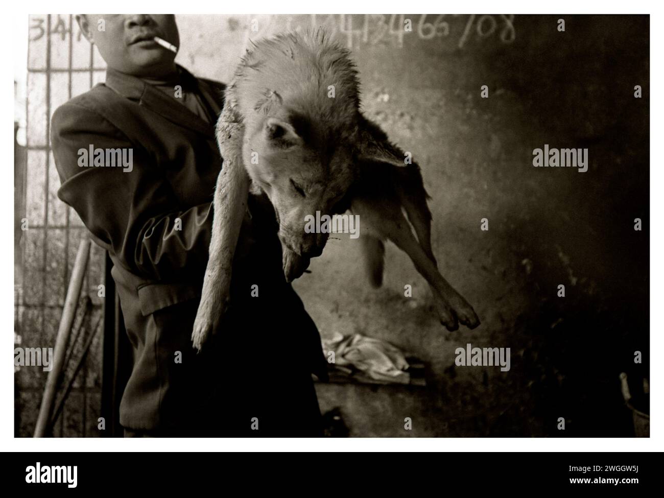 Un boucher prépare un chien à faire bouillir, skuncher et couper en morceaux pour la consommation humaine à partir de son stalle à Lianzhou, en Chine. Banque D'Images