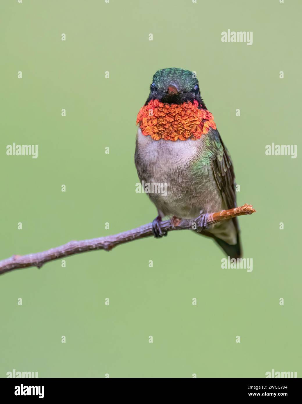 Un colibri à gorge de rubis mâle perché Banque D'Images