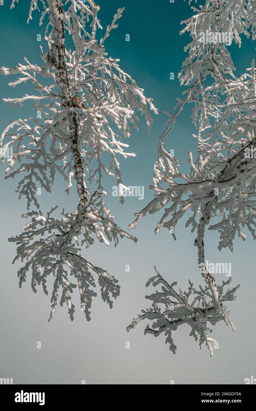 Les branches enneigées d'un arbre dans le brouillard 2 Banque D'Images