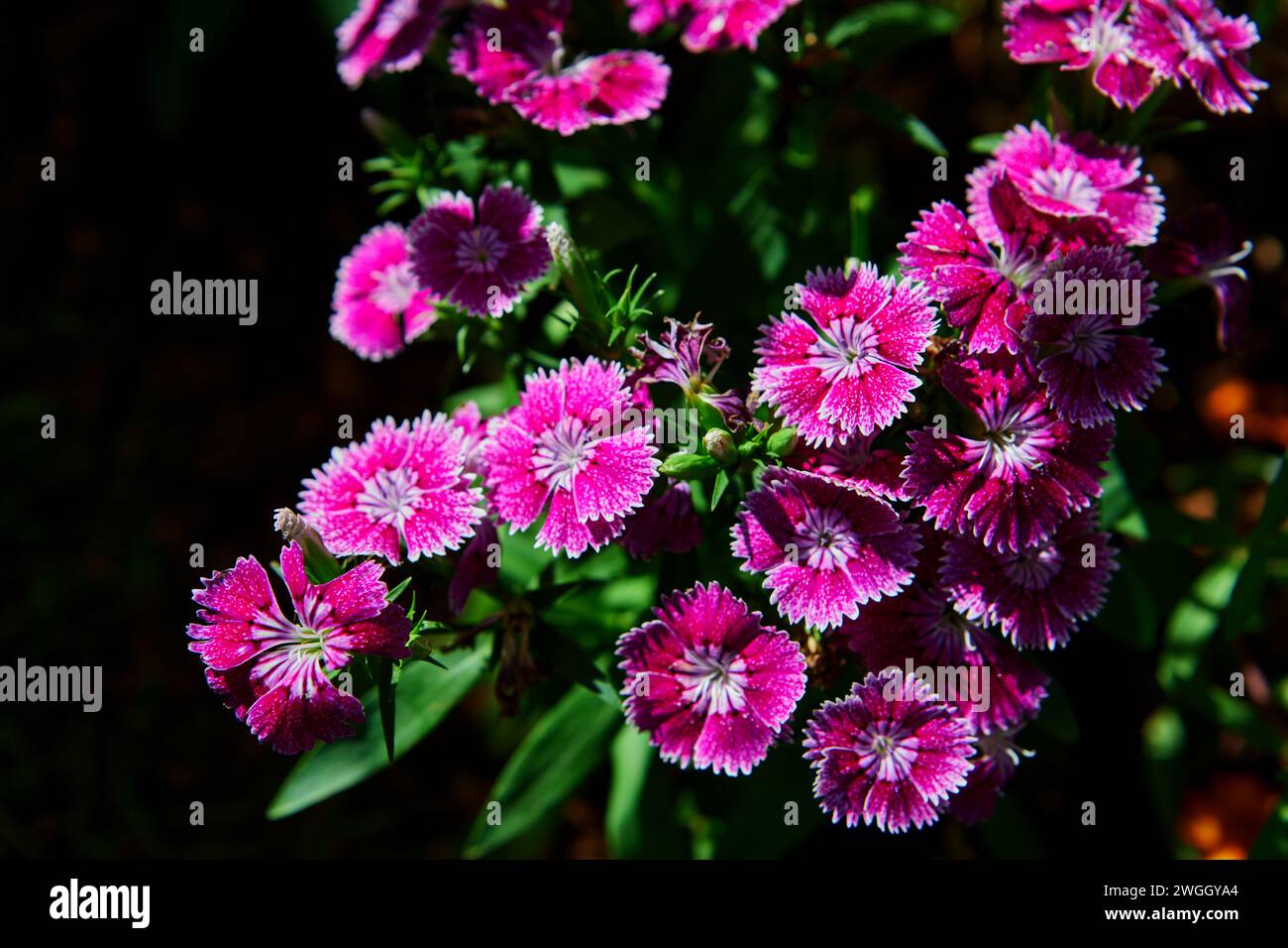 Fleur rose de Dianthus en fleur Banque D'Images