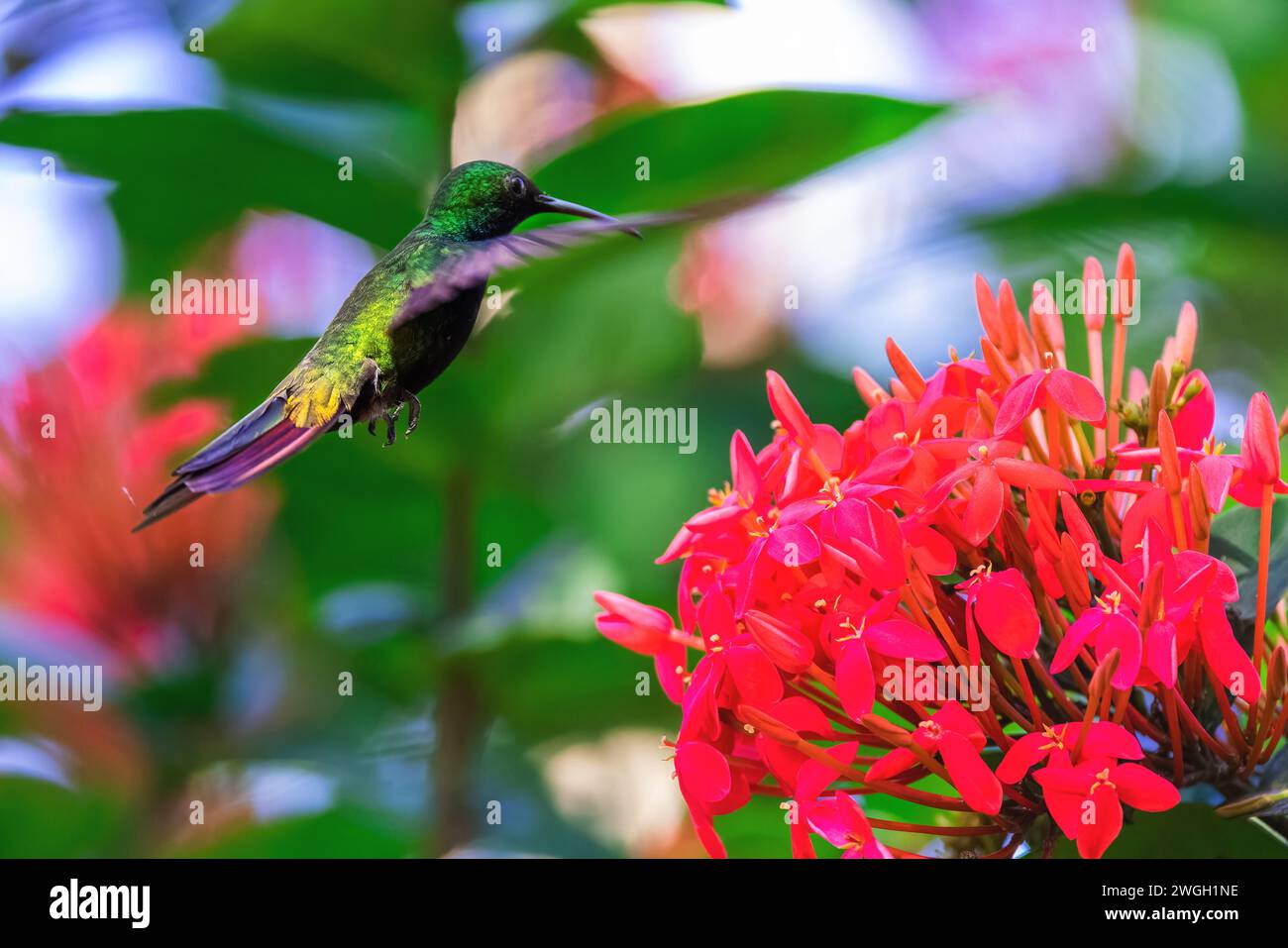 Colibri volant pour ramasser le nectar d'une belle fleur d'hibiscus dans un jardin tropical Banque D'Images