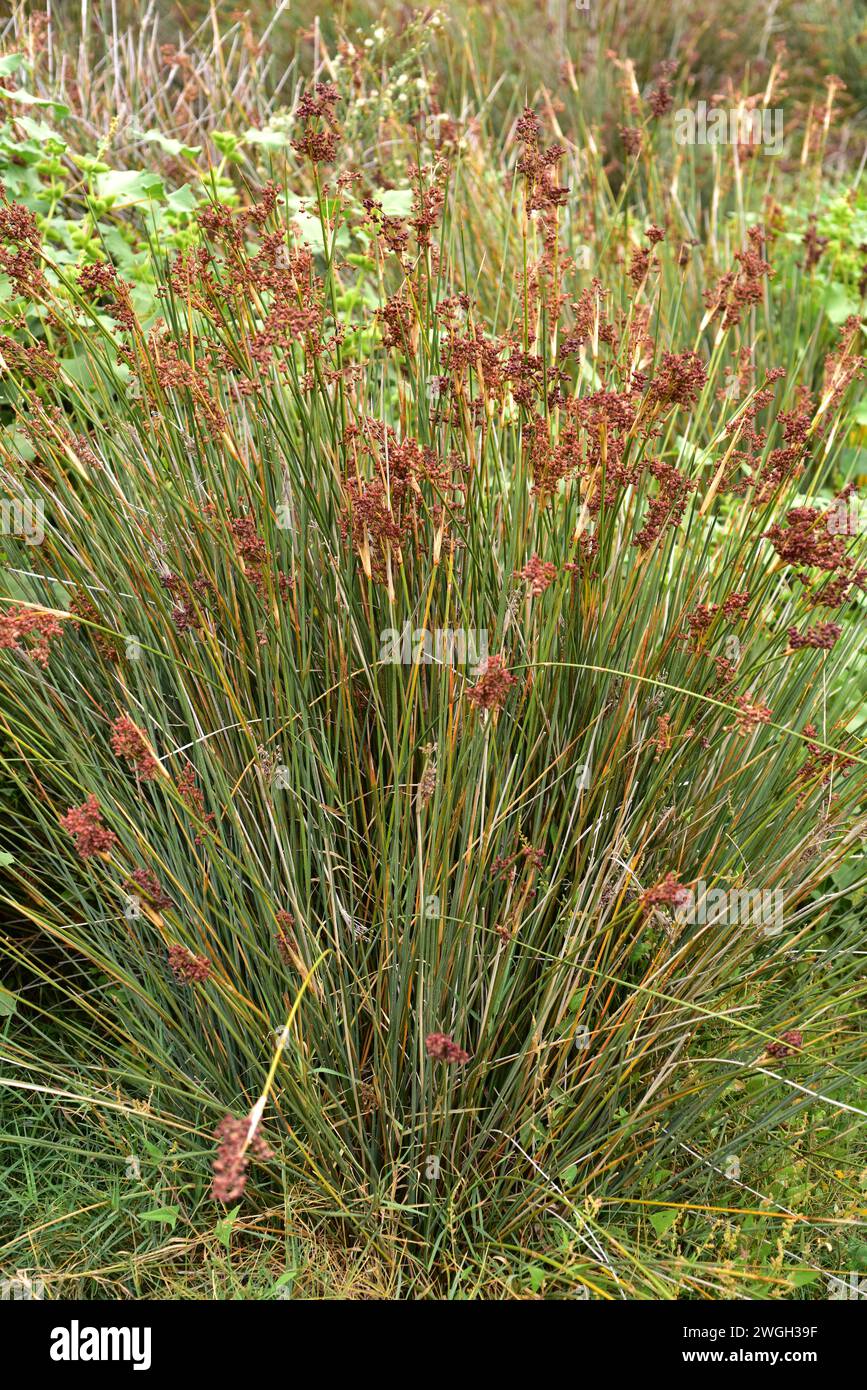 Le Juncus acutus est une plante vivace qui pousse dans les dunes et les marais salants. Cette photo a été prise à Cala Joncols, Girona provi Banque D'Images