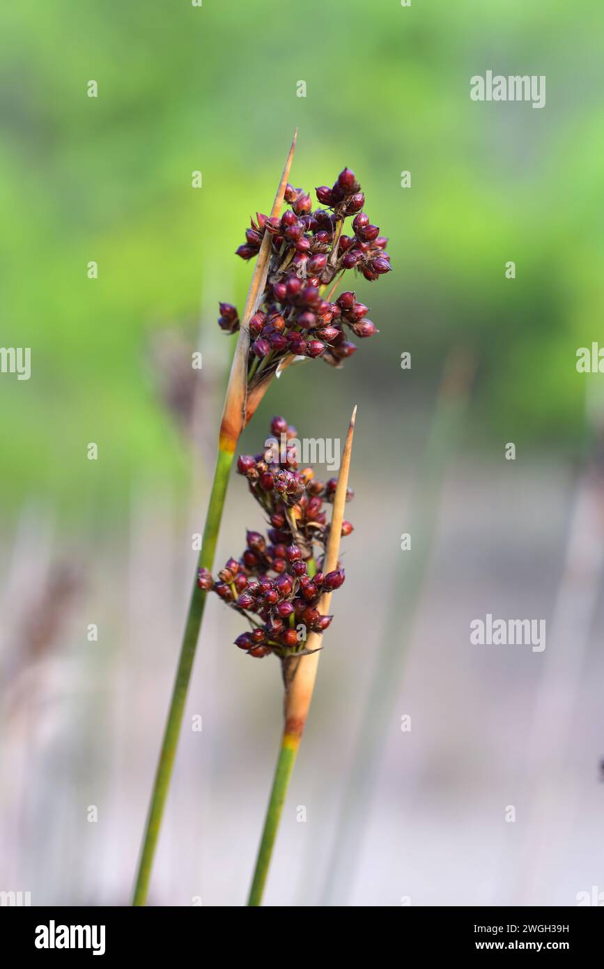 Le Juncus acutus est une plante vivace qui pousse dans les dunes et les marais salants. Détail fruits. Cette photo a été prise à Cap Ras, GI Banque D'Images