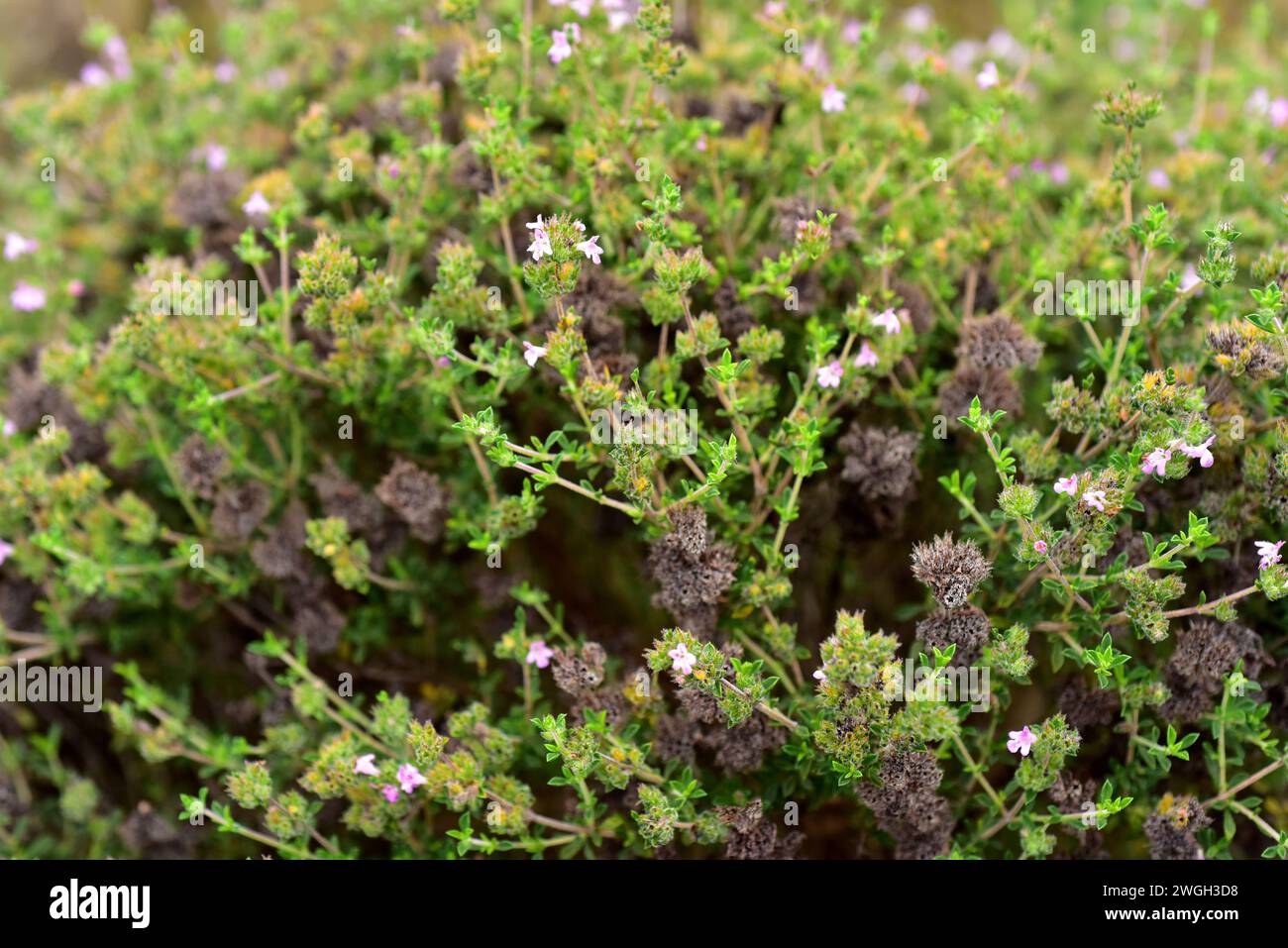 Sat-leaved Sat (Satureja thymbra) est un sous-arbuste vivace originaire du sud-est de l'Europe. Banque D'Images
