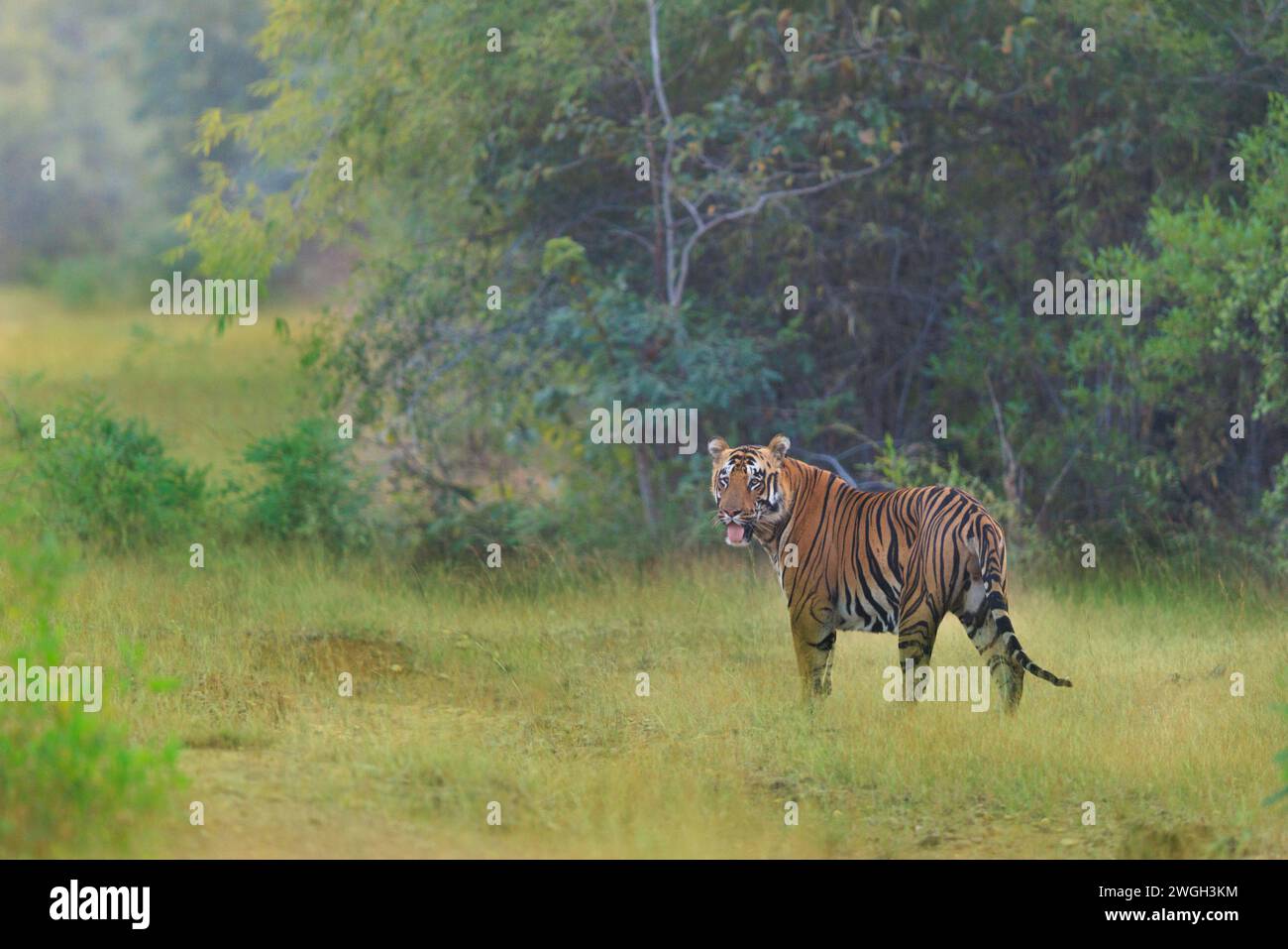 Xylo marquant son territoire INDE des images PASSIONNANTES montrent un tigre du Bengale marchant devant une jeep pleine de photographes de la faune comme ils étaient son en Banque D'Images