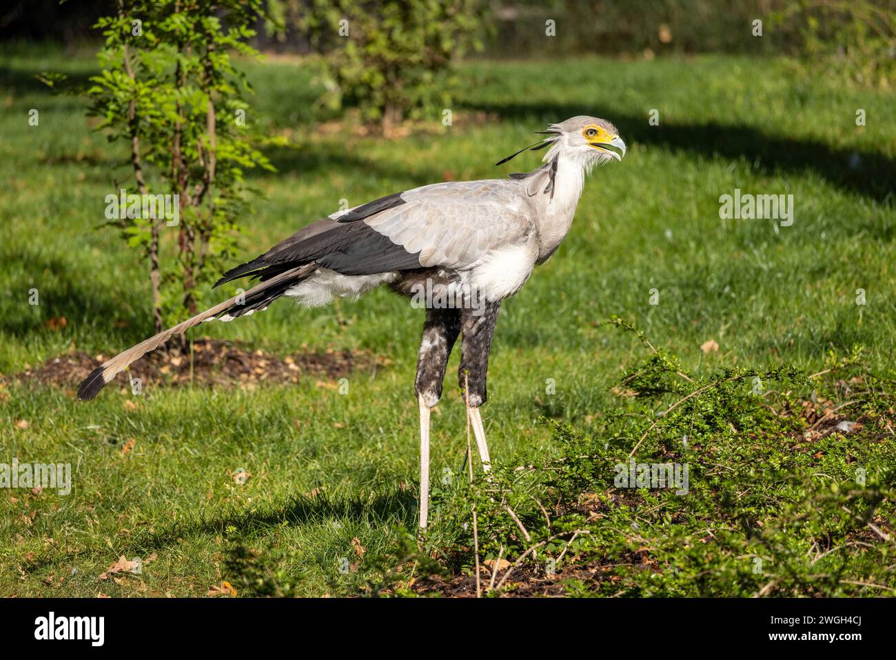 L'oiseau sécrétoire (Sagittarius serpentarius), un grand oiseau de proie terrestre. Banque D'Images