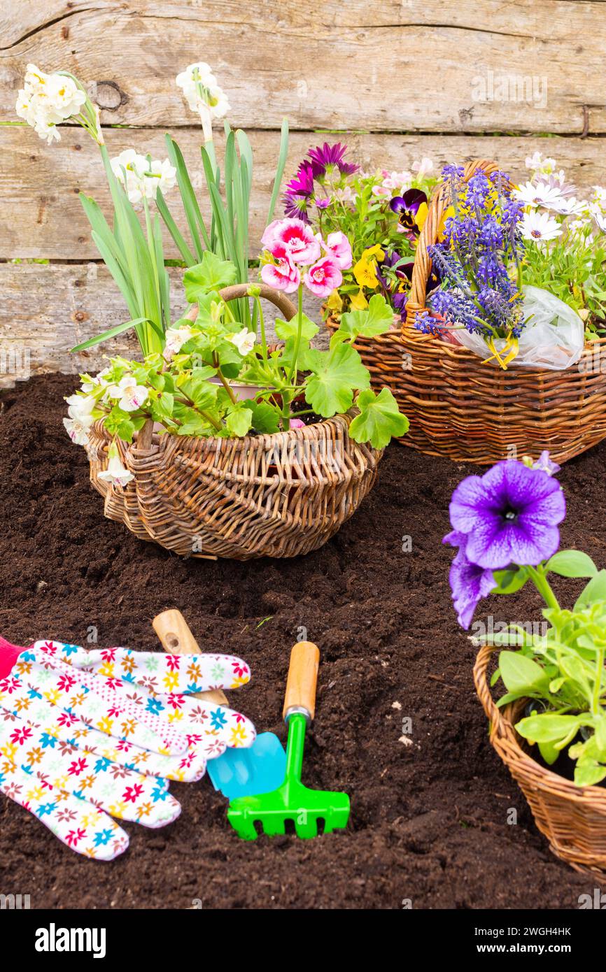 Transplantant des fleurs printanières d'un pot dans le sol, Geranium et Viola, Mimulus et pétunia, Narcissus , Osteospermum, jardinage à la maison et passe-temps Banque D'Images