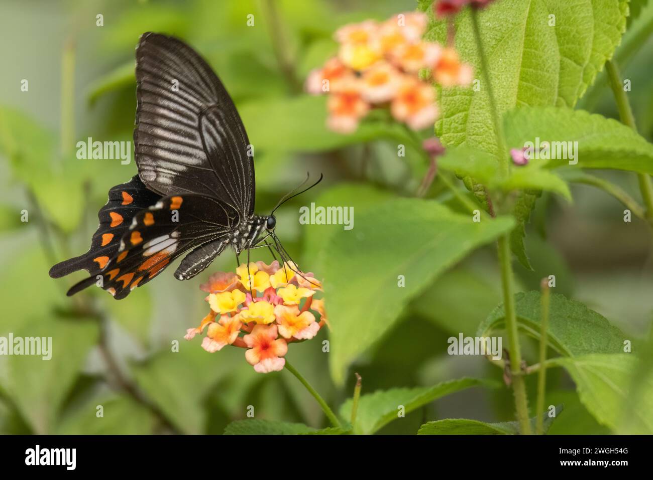 Beau papillon American Swallowtail pollinisant une fleur parfumée. Banque D'Images