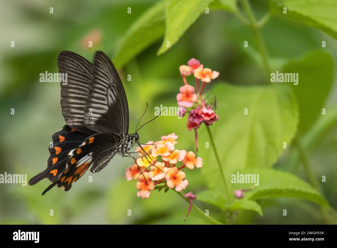 Beau papillon American Swallowtail pollinisant une fleur parfumée. Banque D'Images