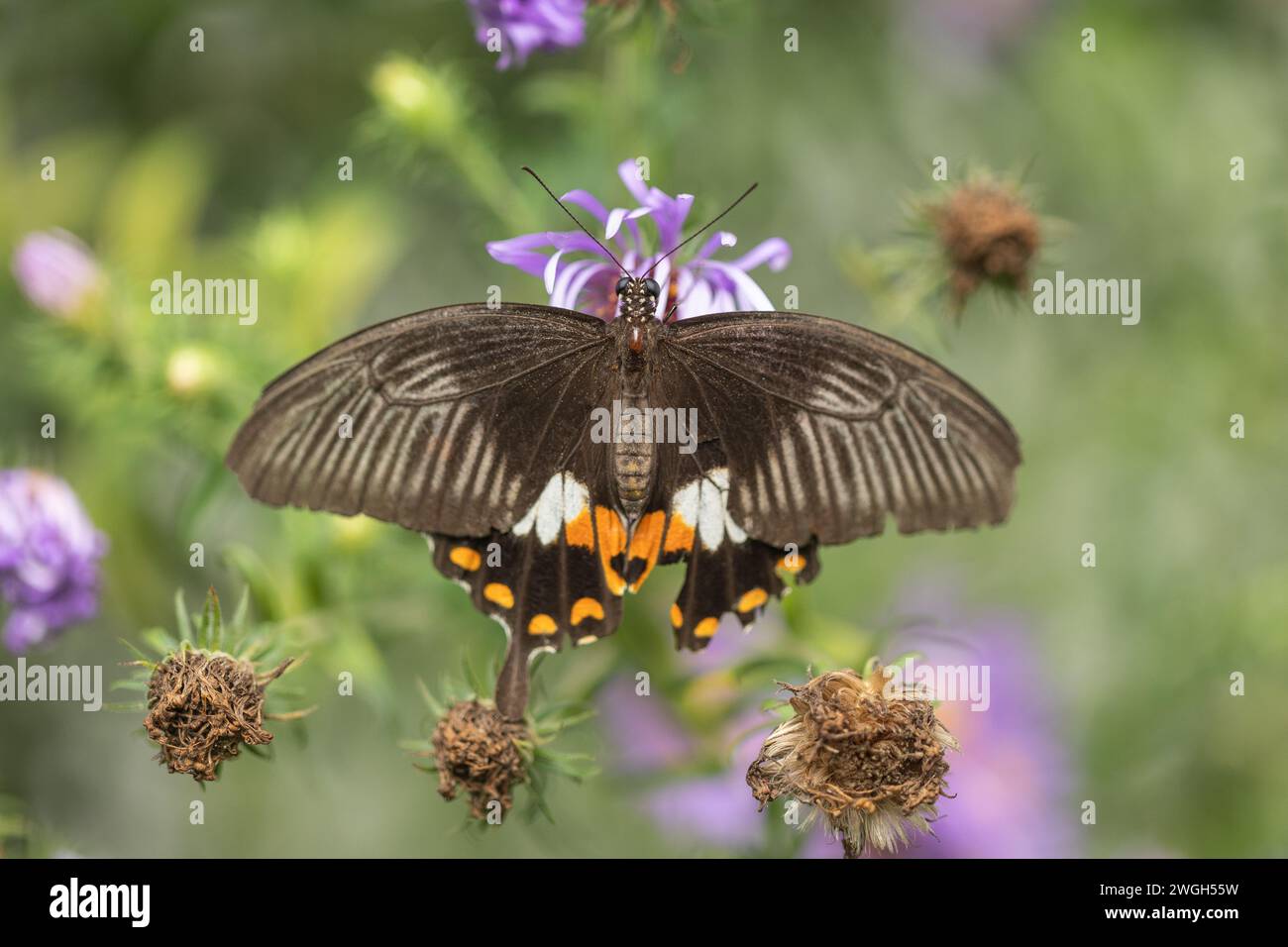 Beau papillon American Swallowtail pollinisant une fleur parfumée. Banque D'Images
