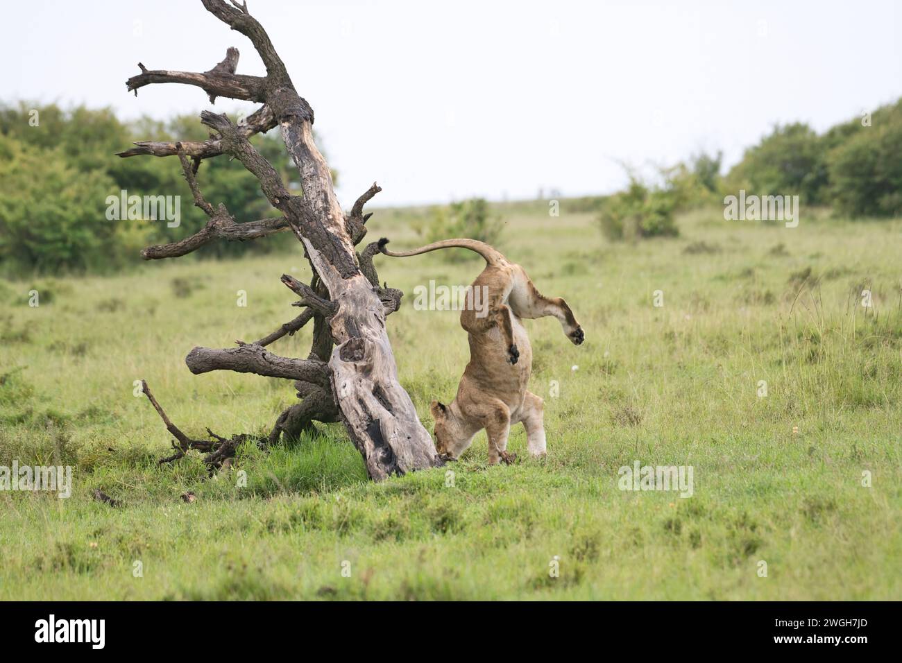 Lion africain (Panthera leo), une jeune femelle dans un arbre fait une descente malsaine Banque D'Images