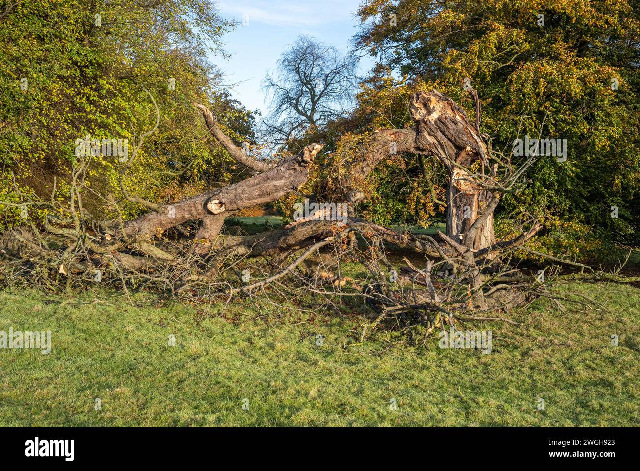 Un ancien chêne à Birdsall a soufflé par la tempête Ciaran Banque D'Images