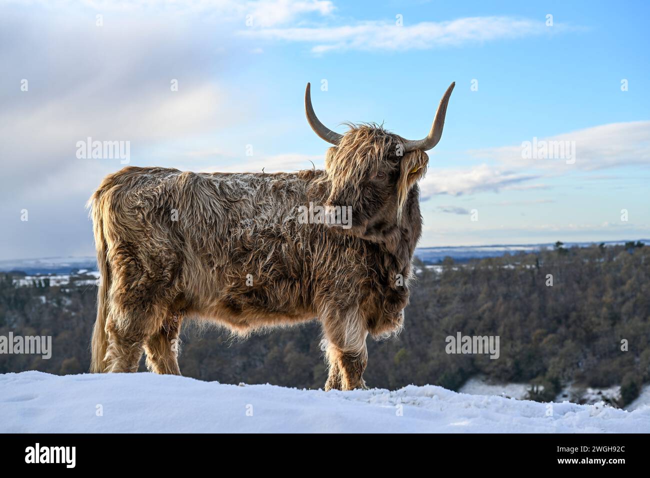 Une vache montagneuse dans la neige à Levisham. Banque D'Images