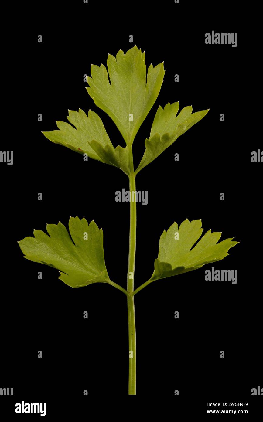 Céleri (Apium graveolens). Feuille basale en gros plan Banque D'Images
