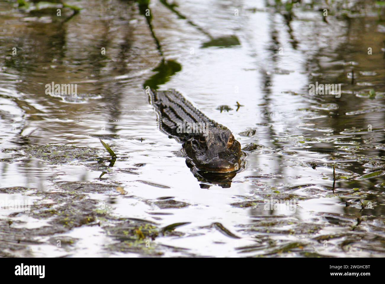 Alligator nage dans un marais en Floride, USA Banque D'Images