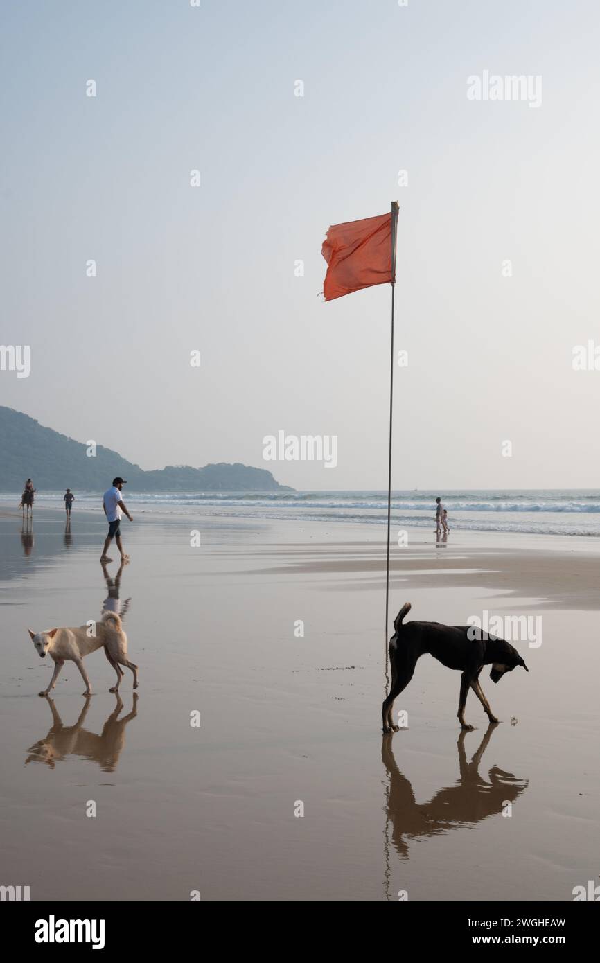 Agonda, Goa, Inde, chien sur la plage de sable, éditorial seulement. Banque D'Images