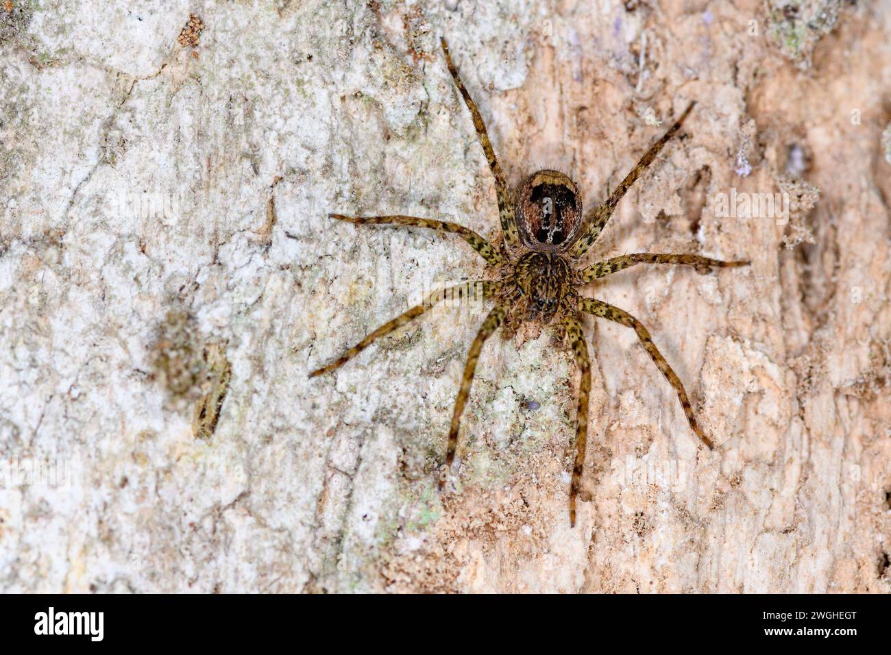 Araignée chasseuse non identifiée (famille Sparassidae?) De la forêt nuageuse de Bosque de Paz, Costa Rica. Banque D'Images