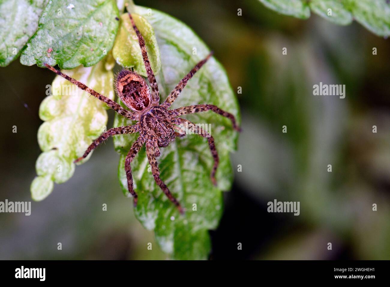 Araignée chasseuse non identifiée (famille Sparassidae?) De la forêt nuageuse de Bosque de Paz, Costa Rica. Banque D'Images