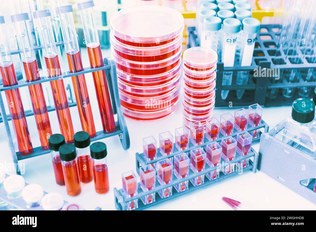 Expérience scientifique en laboratoire avec équipement de recherche médicale Banque D'Images