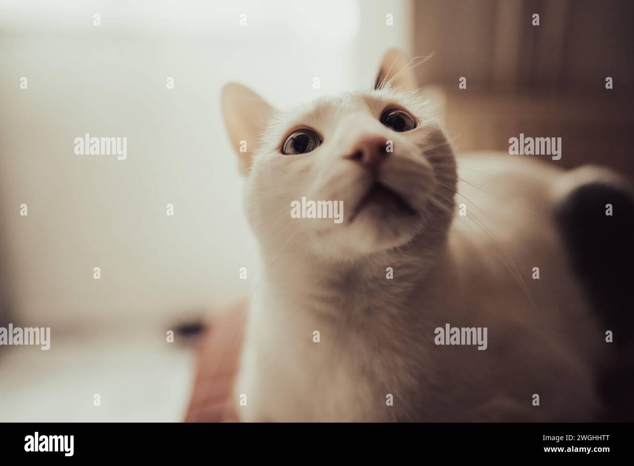 Gros plan d'un chat, mise au point sur les yeux, avec une faible profondeur de champ. Banque D'Images