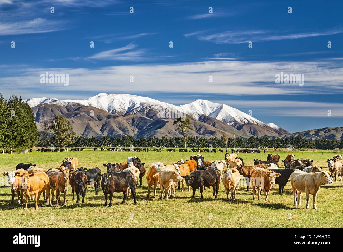 Troupeau de vaches qui paissent dans un champ vert en Nouvelle-Zélande Banque D'Images