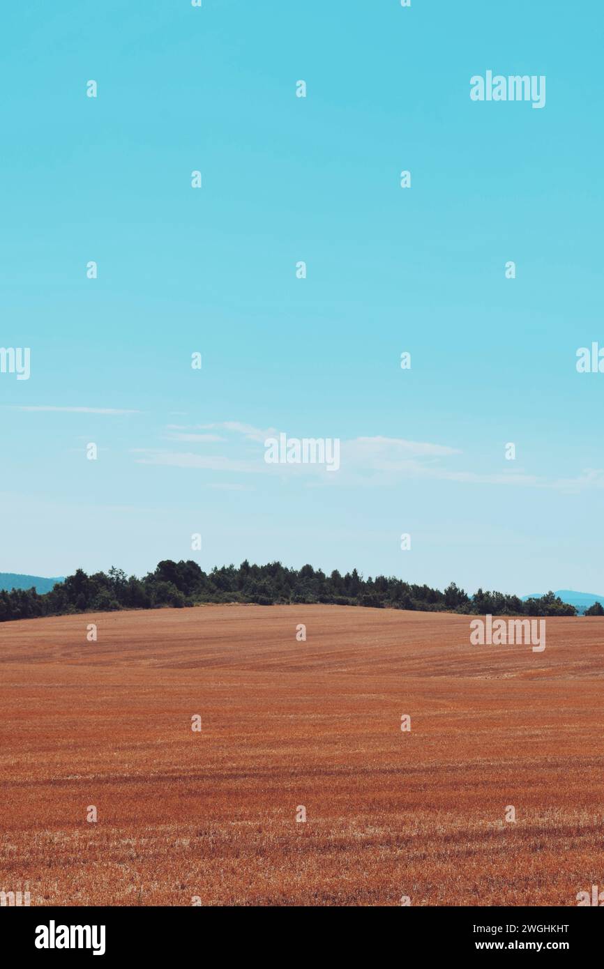 Champs de blé dans la région de Conca de Barbera en Catalogne, en Espagne, le 2 juillet 2023 Banque D'Images