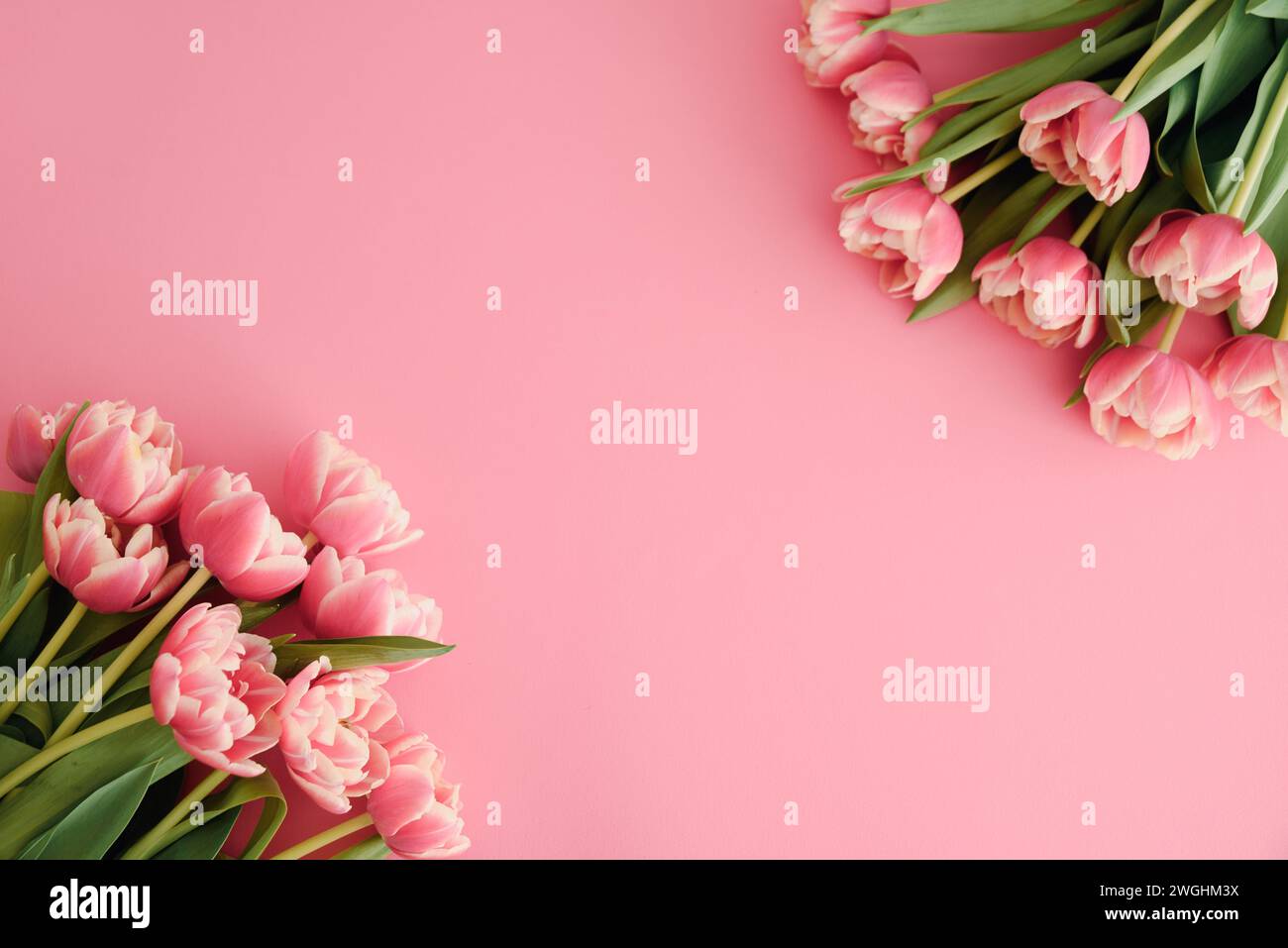 Bouquet de tulipes roses sur fond rose. Concept de célébration d'anniversaire. Espace de copie. Vue de dessus Banque D'Images