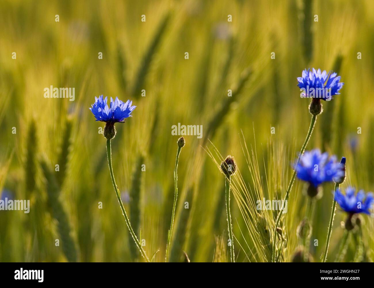 Bleuet (Centaurea cyanus) dans un champ de céréales, orge Banque D'Images