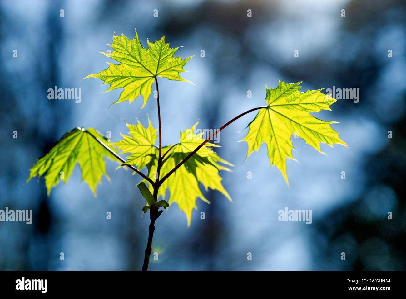 Feuilles d'érable sycomore (Acer pseudoplatanus) contre la lumière Banque D'Images