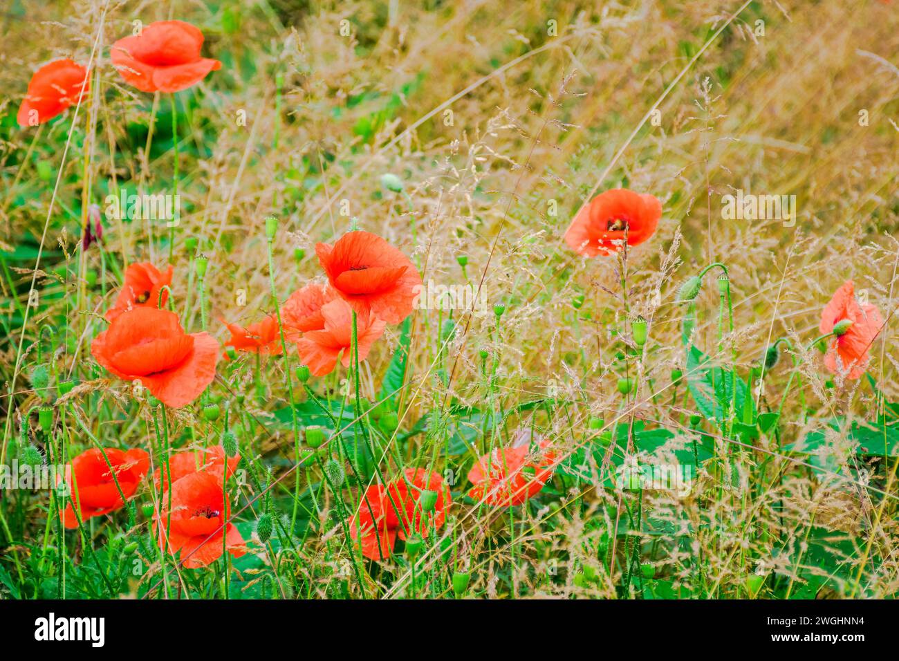 fleurs de pavot sauvages fleurissant sur la prairie. fond de nature en été Banque D'Images