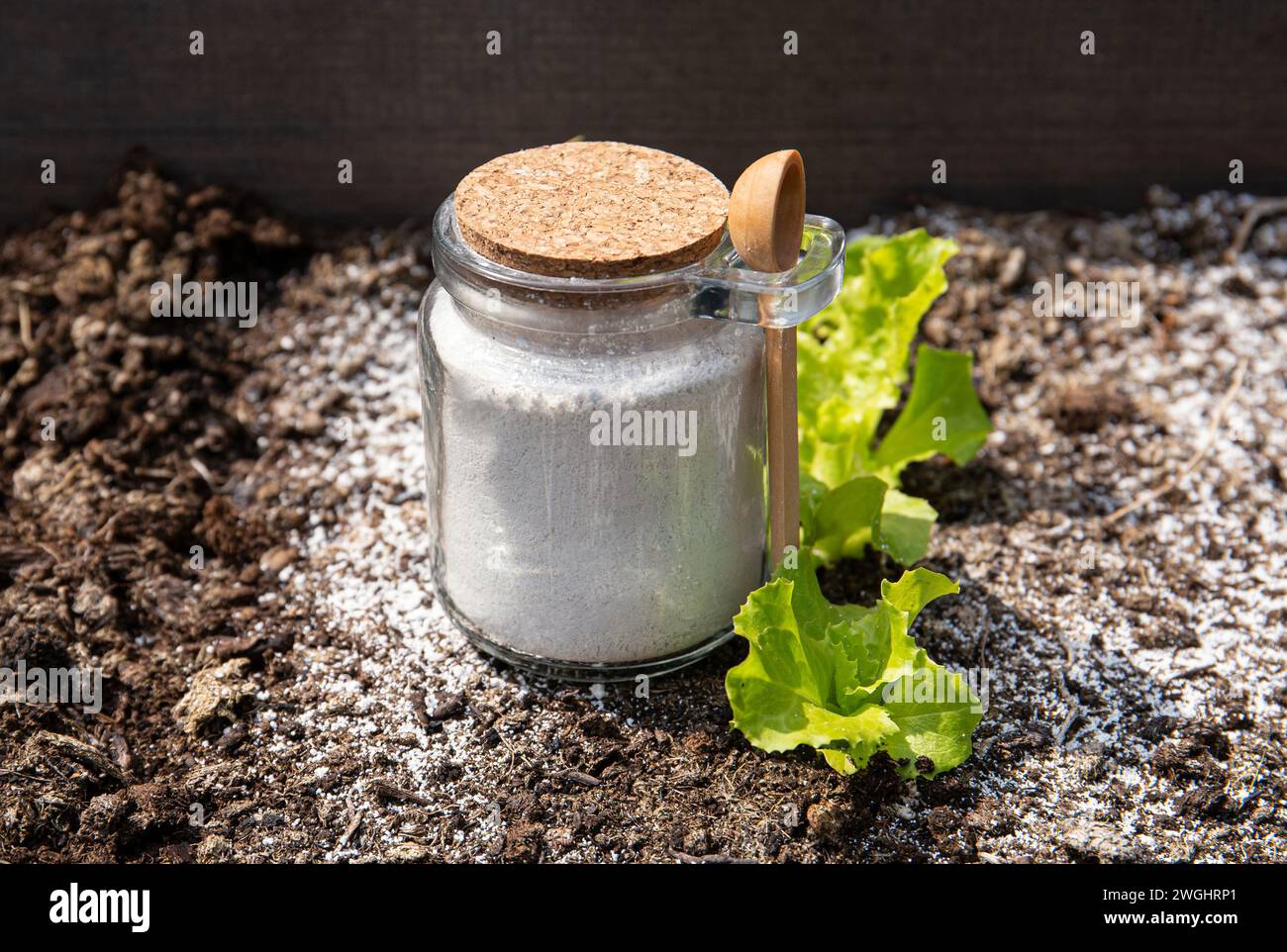 Utilisation de diatomite dans le travail de jardin. Poudre de terre de diatomées (kieselgur) en pot pour insectifuge organique non toxique. Banque D'Images