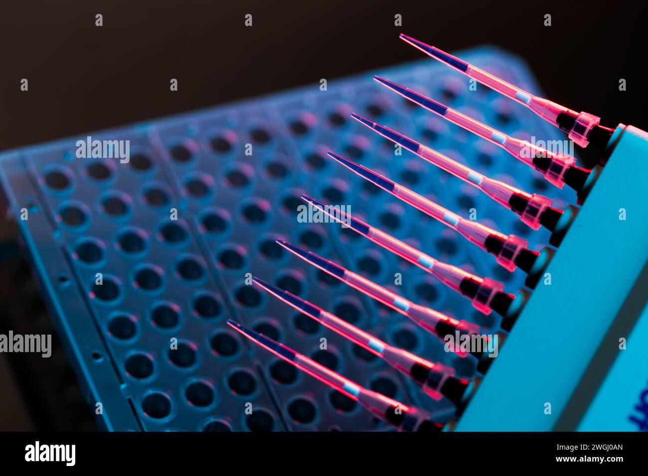 pipette multicanaux utilisée dans la recherche microbiologique Banque D'Images