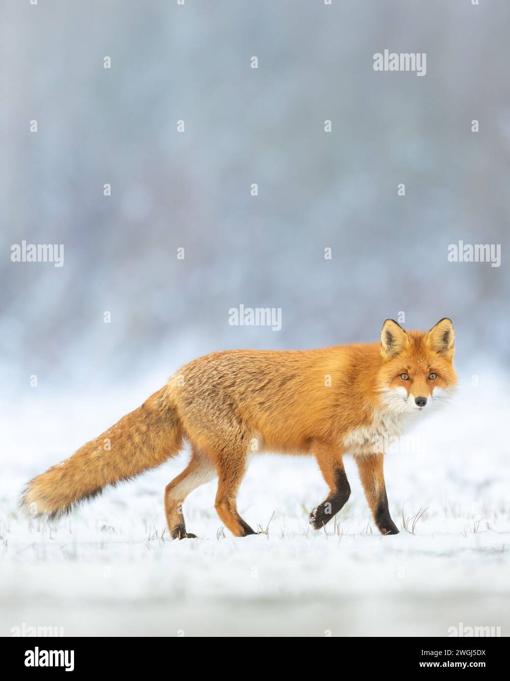 Fox Vulpes vulpes dans un paysage naturel, Pologne Europe, animaux marchant parmi les prairies dans le temps de chasse à la lumière chaude étonnant Banque D'Images