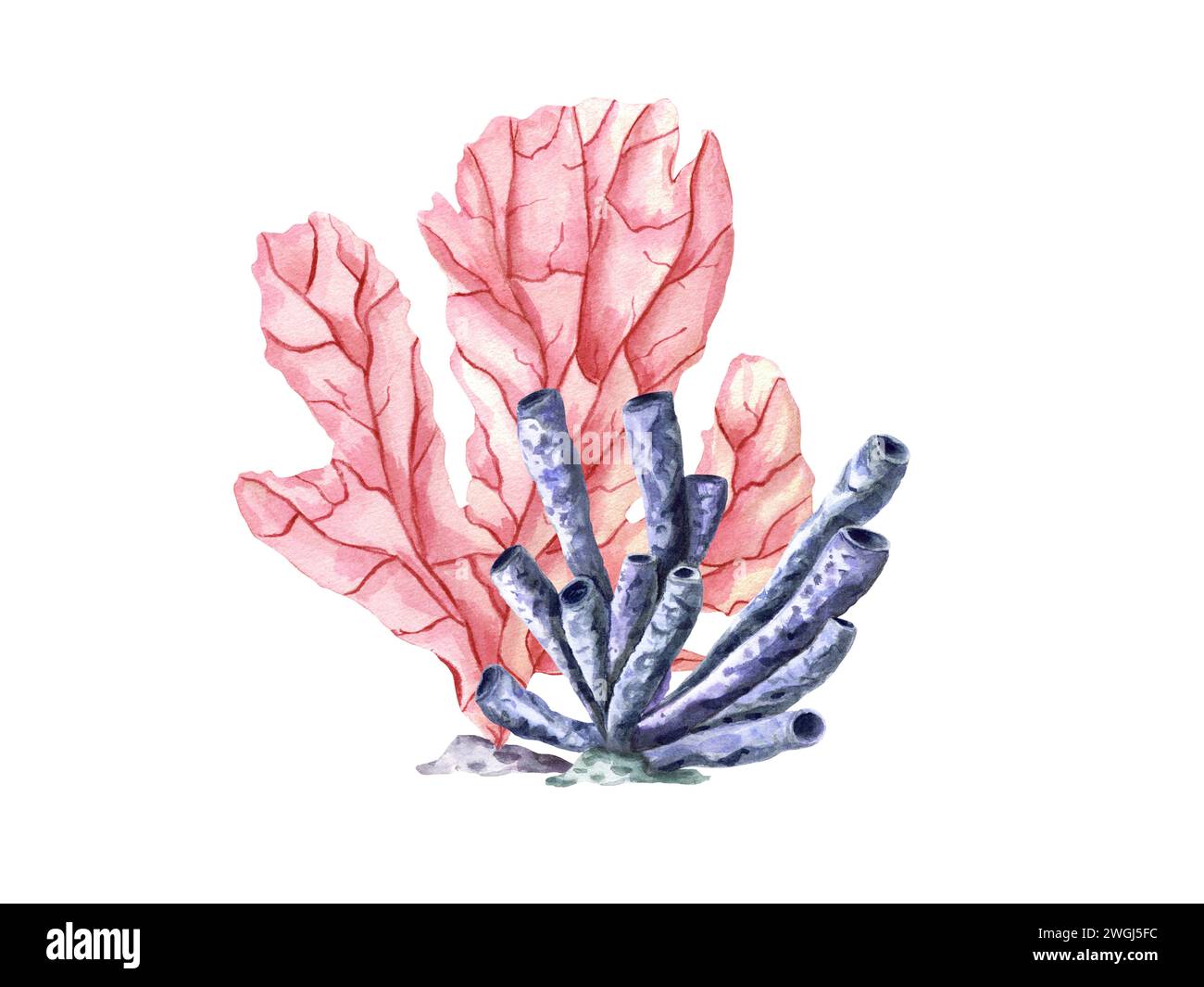 Deux coraux. Polypes roses et bleus. Ensemble corail. Faisceau d'aquarelle dessiné à la main avec des animaux sous-marins tropicaux. Polypes. Illustration colorée pour clipart Banque D'Images