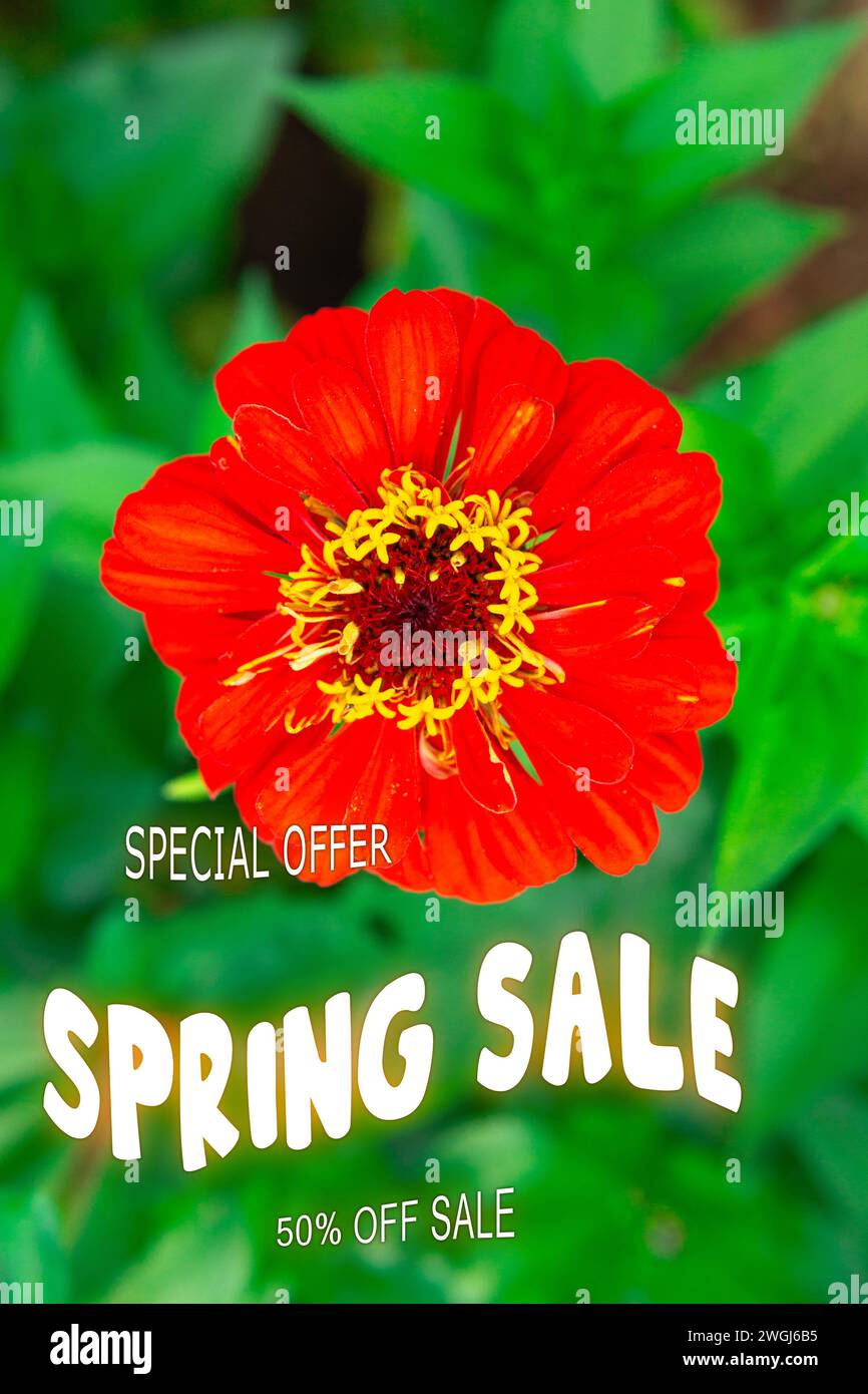 Texte soldes de printemps. Offre spéciale. 70 de moins. Fleur rouge sur fond vert. Photo verticale Banque D'Images