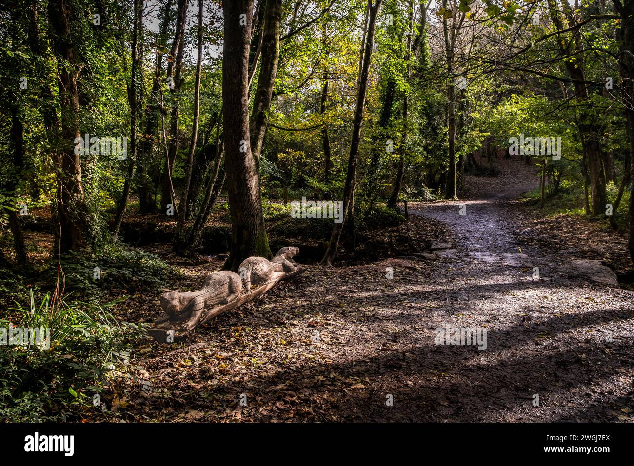 Une sculpture sculptée en bois de loutres à côté d'Otter Bridge dans le Tehidy Woods Country Park en Cornouailles au Royaume-Uni. Banque D'Images