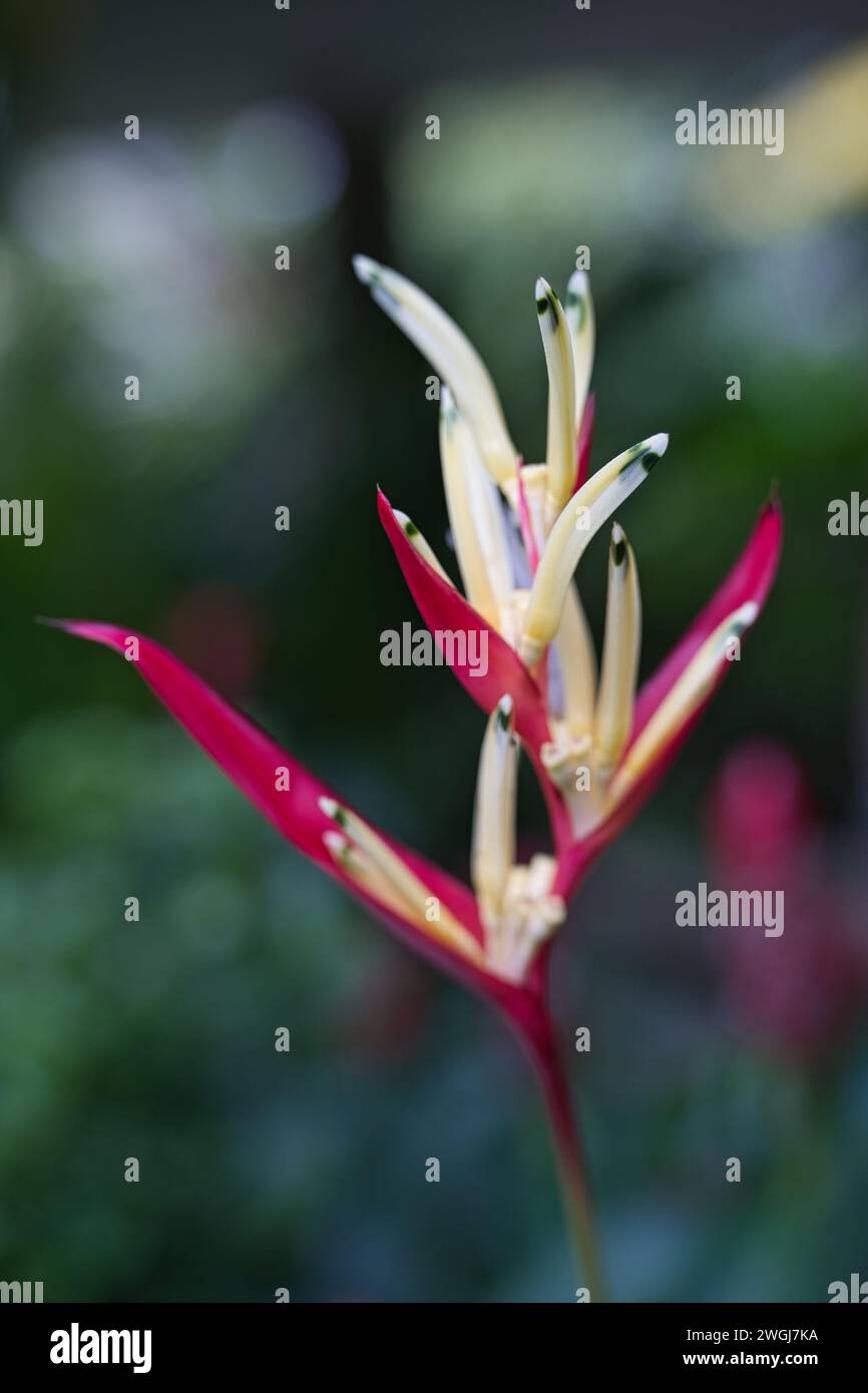 Gros plan de Heliconia psittacorum, Heliconia psittacorum, à l'intérieur du jardin exotique fleuri, Mahé, Seychelles Banque D'Images