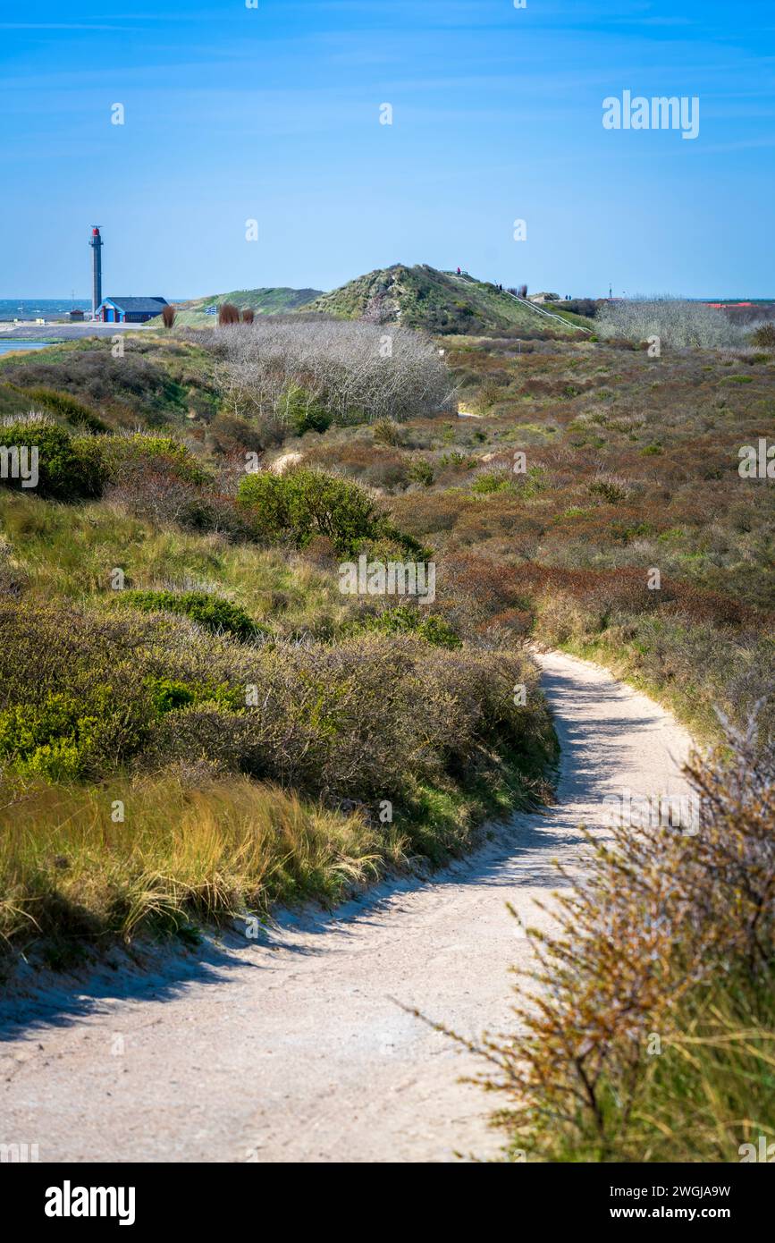 Un sentier sinueux serpente à travers les dunes herbeuses le long de la côte près de Westkapelle par un jour de ciel bleu clair, offrant un voyage tranquille au milieu de la nature Banque D'Images