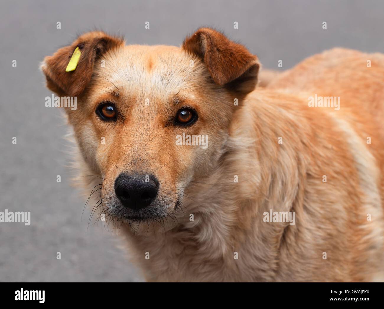 Triste chien sans abri. Gros plan d'un chien de rue avec une étiquette dans son oreille Banque D'Images