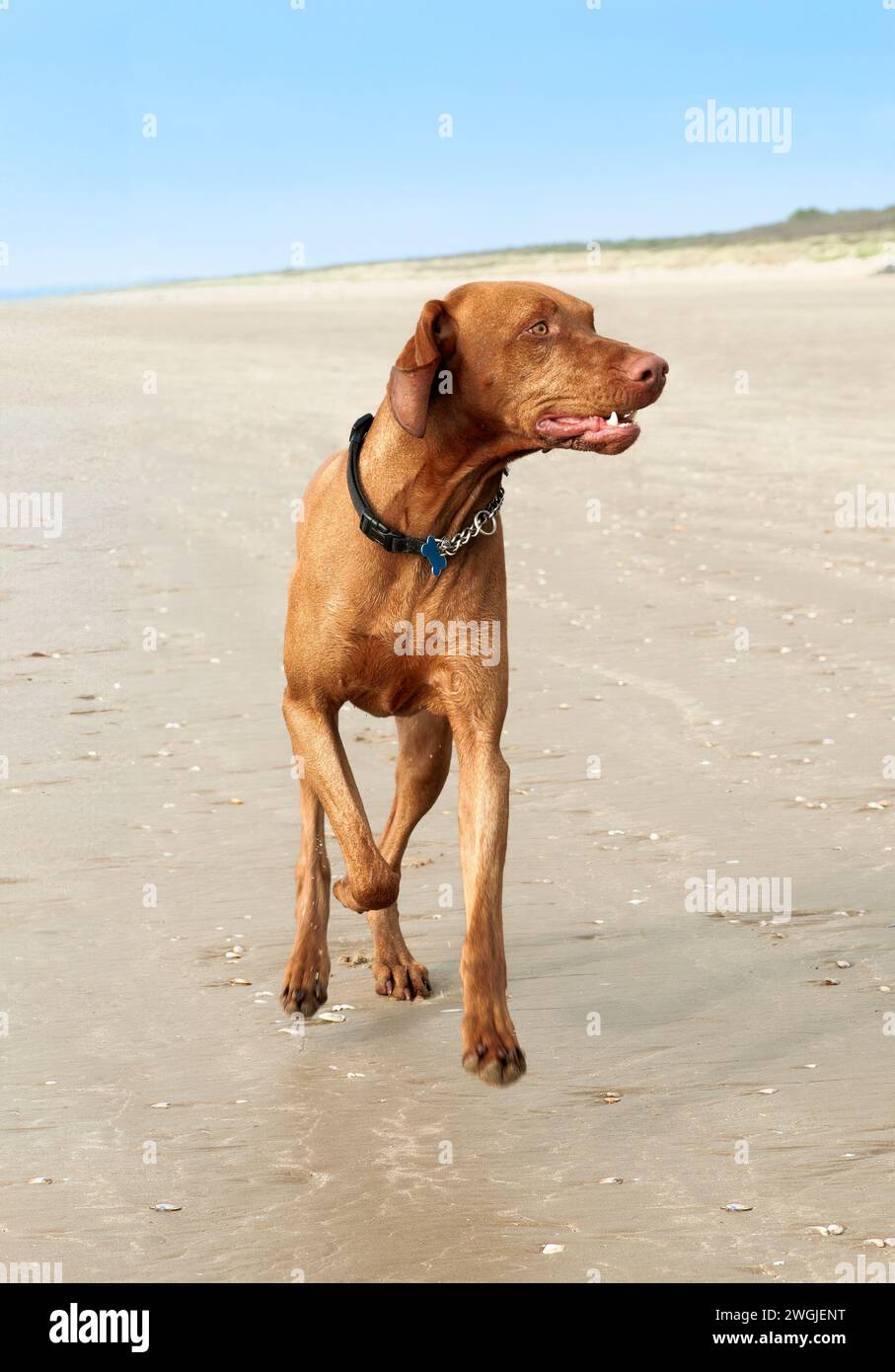 Hongrois Vizsla chien courant sur la plage à Pembrey, pays de Galles., Royaume-Uni avec 3 pieds / pattes au-dessus du sol et regardant autour Banque D'Images