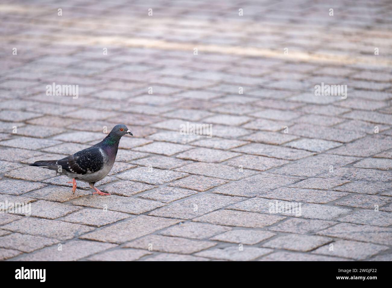 , Alltag, 05.02.2024, Eine Taube spaziert auf Pflastersteinen, friedliche Stadtszene. Banque D'Images