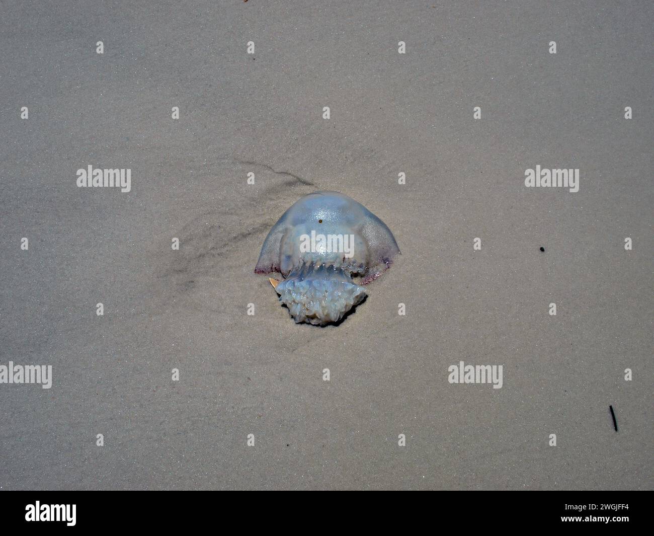 Méduses mortes en boulet de canon (Stomolophus meleagris) dans le sable. Banque D'Images