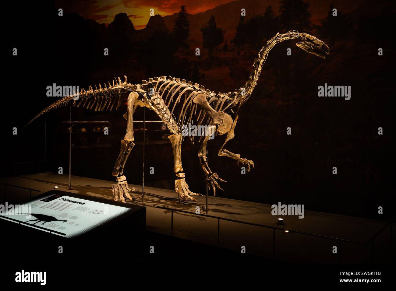 Squelette de Plateosaurus Banque D'Images