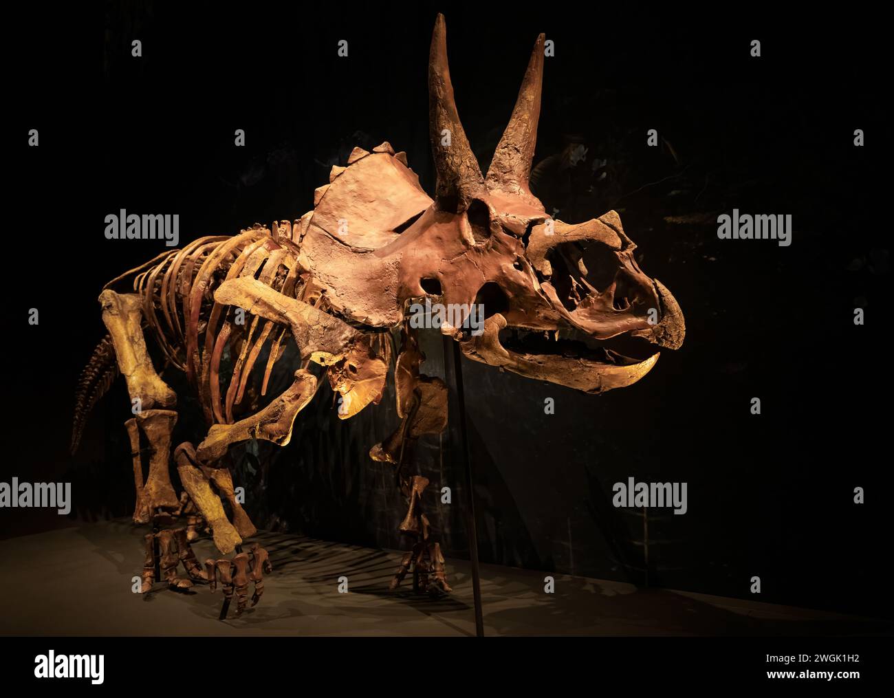 squelette de tricératops Banque D'Images